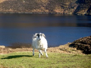 Irish sheep