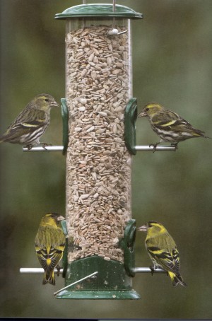 Birds Through Irish Eyes by Anthony McGeehan