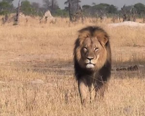 Cecil the Hunted