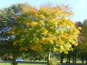 I watch this tree every year as it matures. It will be brilliant in a couple of weeks