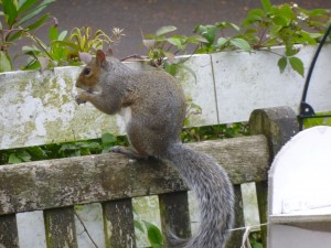 Our Pet Squirrel enjoying Peanuts between the Rain Showers