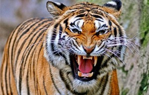 tiger-roar