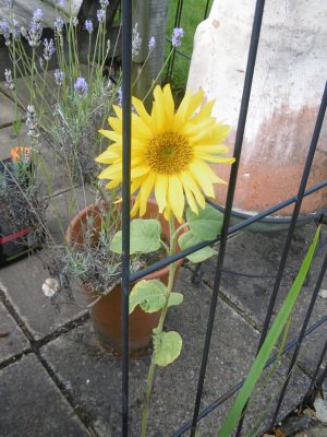 A Happy Sunflower