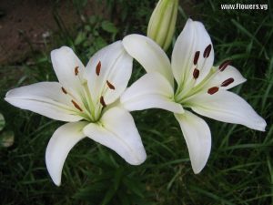 lily-white5