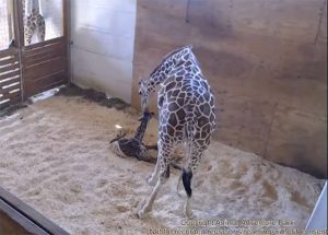april-the-giraffe-gives-birth-ftr1
