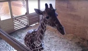 baby-watch-giraffe-cam-tracks-expectant-mother