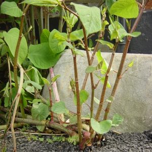 japanese_knotweed_growth_image