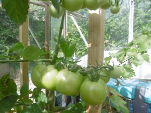 The excitement of tomatoes