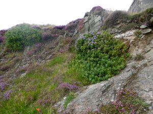 Colours of Donegal in late August