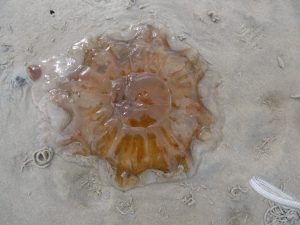 jellyfish