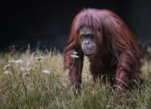 6. The Orangutan and the Butterfly - Hugh Wilkinson