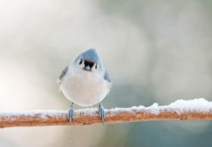 sfw_apa_2013_28627_227139_catherinemcentee_tufted_titmouse_kk_0